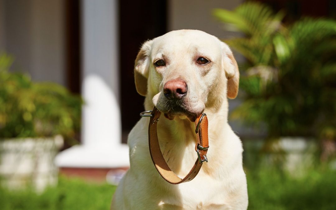 Canine Companions: 10 Must-Have Essentials for Your Beloved Dog