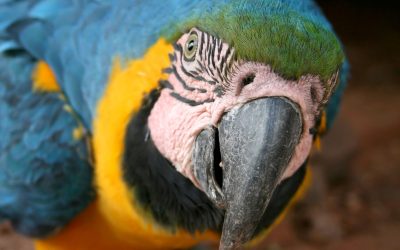 Feathered Friends: 10 Essential Tips for Successfully Caring for a Pet Parrot