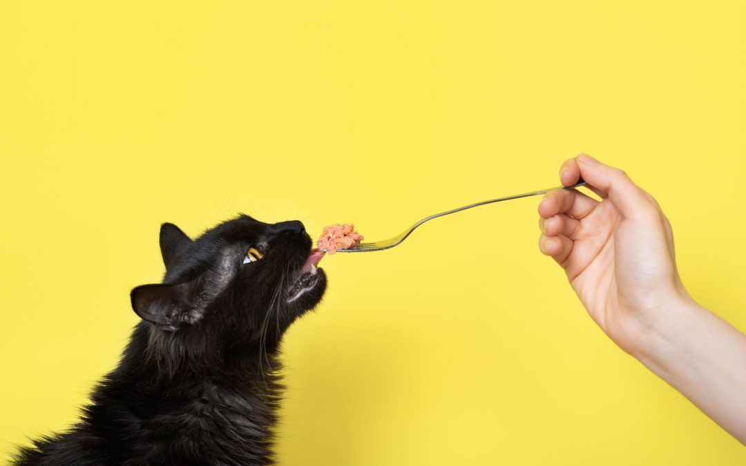 Purrfect Partners: 10 Indispensable Must-Haves for Your Feline Friend